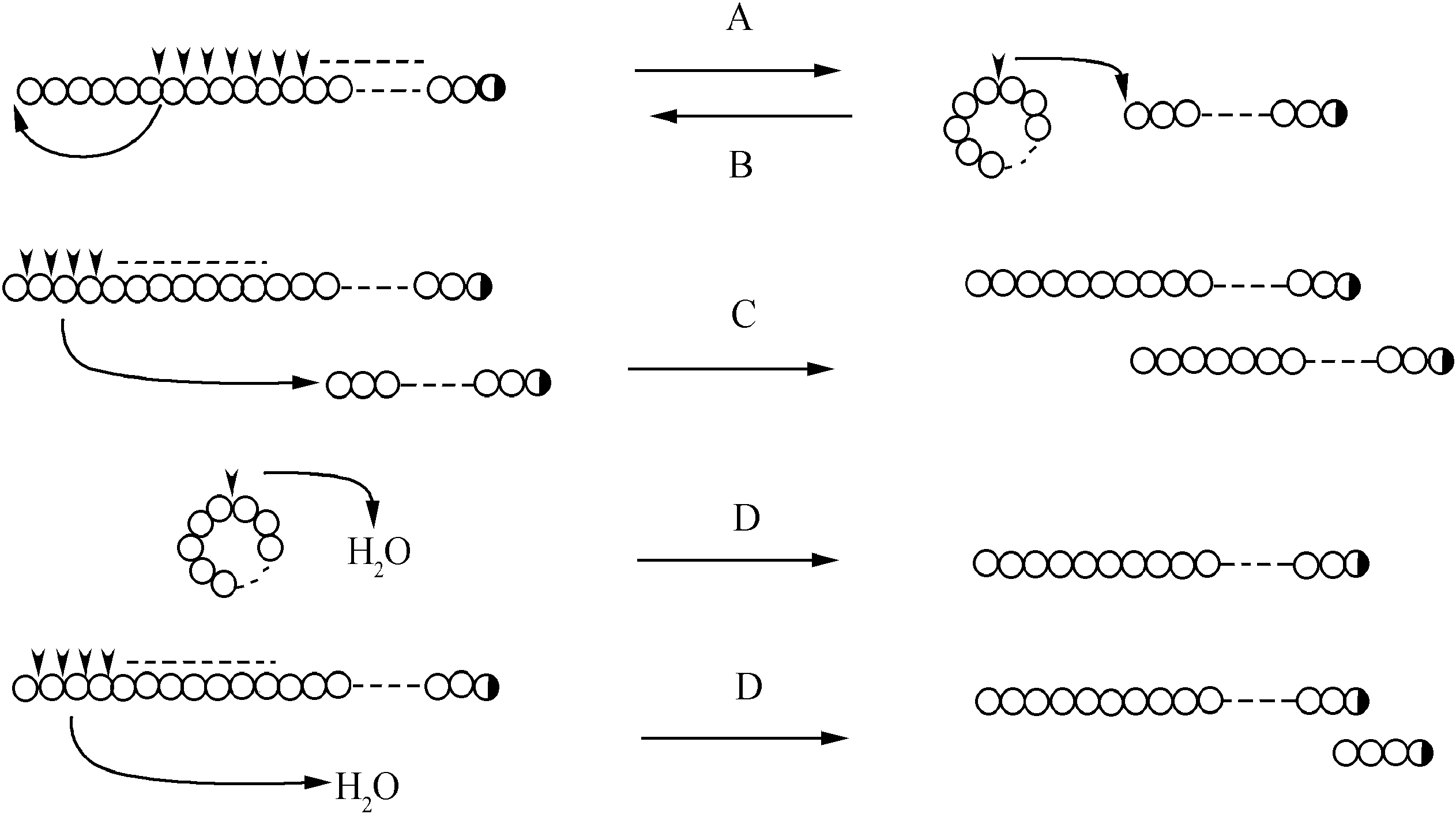 五、環(huán)糊精葡萄糖基轉(zhuǎn)移酶